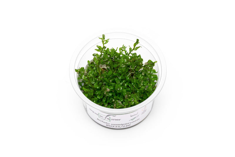 Rotala Rotundifolia Manipurensis Aquatic Farmer Tissue Culture Aquatic Plant - Buce Plant