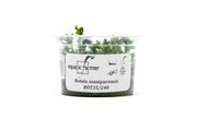 Rotala Rotundifolia Manipurensis Aquatic Farmer Tissue Culture Aquatic Plant - Buce Plant