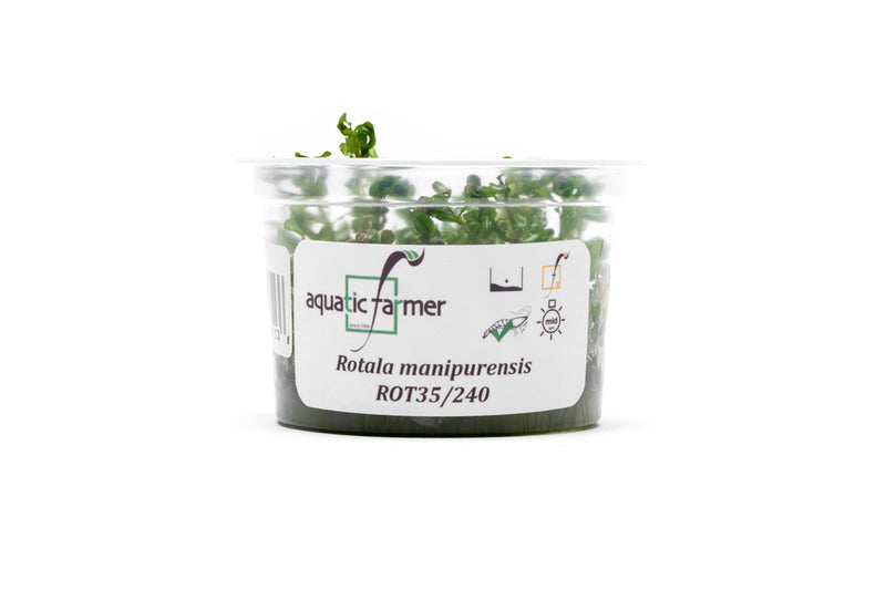 Rotala Rotundifolia Manipurensis Aquatic Farmer Tissue Culture Aquatic Plant - Buce Plant