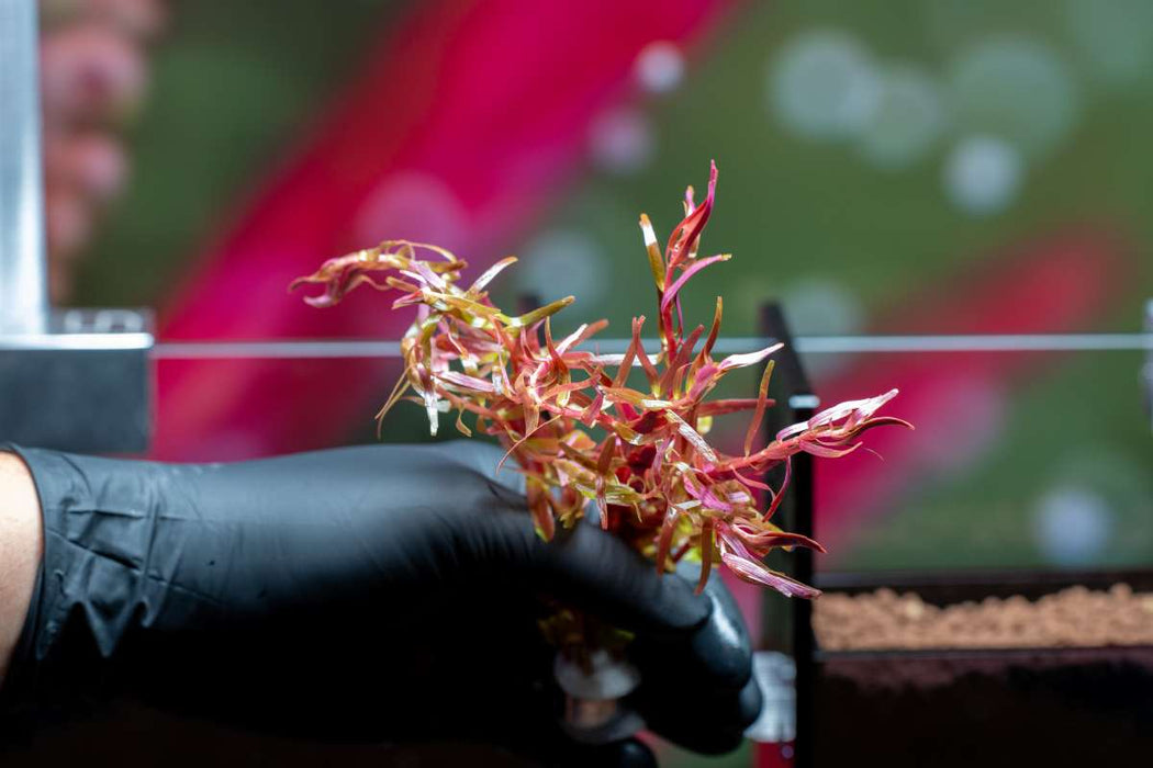 Rotala Rotundifolia Orange Juice
