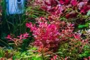 Red Rotala Rotundifolia aquatic plant from ACW, showing vibrant red stems and lush green leaves for freshwater aquariums.