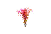 Red Rotala Rotundifolia aquatic plant from ACW with vibrant red stems and lush green leaves, suitable for freshwater aquariums.