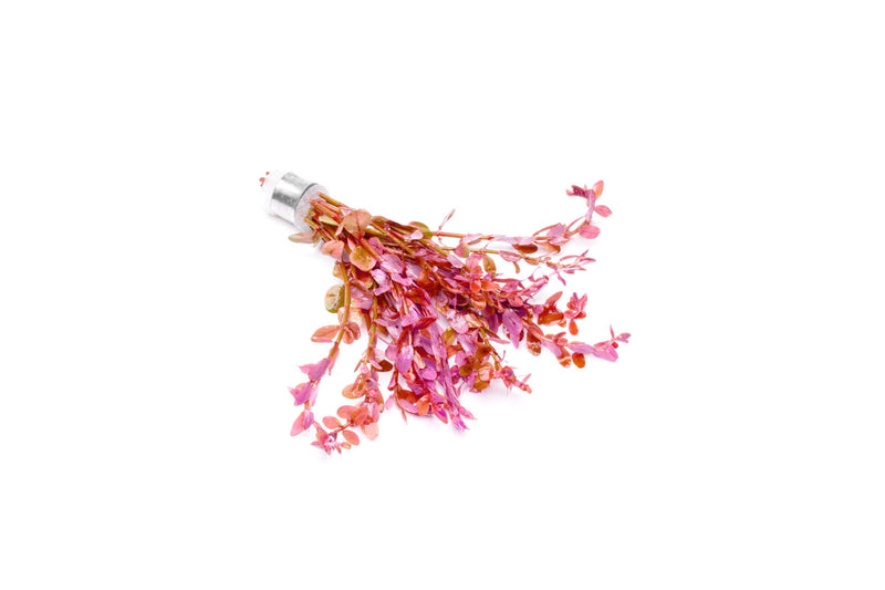 Red Rotala Rotundifolia aquatic plant from ACW with vibrant red stems and green leaves, ideal for freshwater aquariums.
