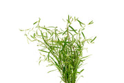 Red Rotala sp. Araguaia Red Cross aquatic plant in a clear aquarium setting, showcasing vibrant red and green foliage.