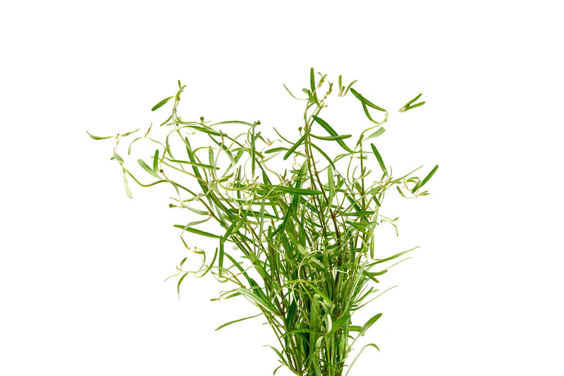 Red Rotala sp. Araguaia Red Cross aquatic plant in a clear aquarium setting, showcasing vibrant red and green foliage.