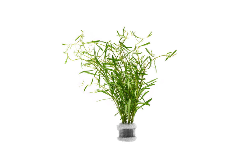 Red Rotala sp. Araguaia Cross aquatic plant from CPA, featuring vibrant red stems and lush green leaves, ideal for freshwater aquariums.