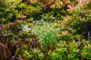 Healthy Rotala sp. Araguaia Red Cross aquatic plant from CPA with vibrant red and green stems, ideal for freshwater aquariums.