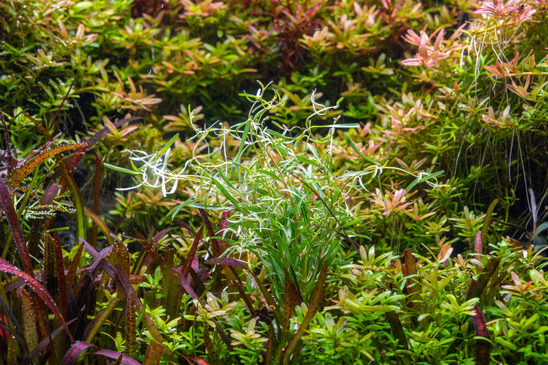 Healthy Rotala sp. Araguaia Red Cross aquatic plant from CPA with vibrant red and green stems, ideal for freshwater aquariums.
