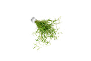 Red Rotala sp. Araguaia Cross aquatic plant from CPA with vibrant red stems and green leaves, ideal for freshwater aquariums.