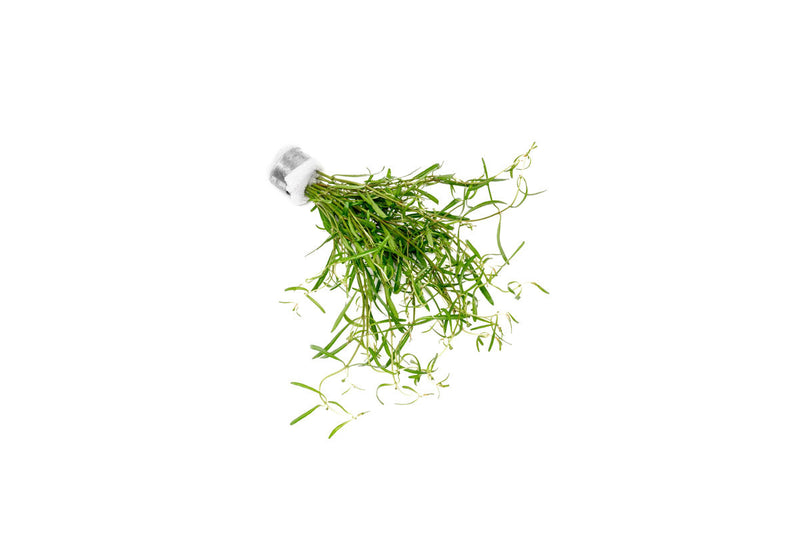 Red Rotala sp. Araguaia Cross aquatic plant from CPA with vibrant red stems and green leaves, ideal for freshwater aquariums.