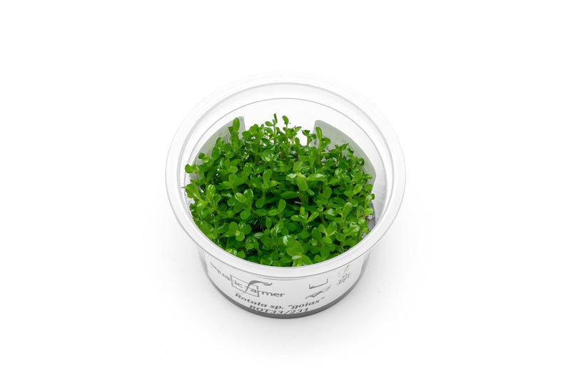 Rotala sp. Goias Aquatic Farmer Tissue Culture Aquatic Plant - Buce Plant