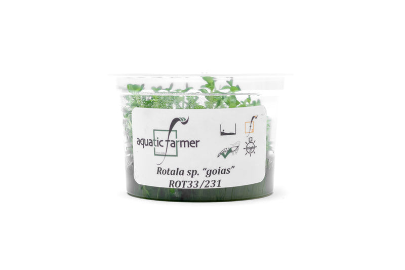 Rotala sp. Goias Aquatic Farmer Tissue Culture Aquatic Plant - Buce Plant