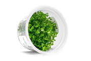 Rotala sp. Goias Aquatic Farmer Tissue Culture Aquatic Plant - Buce Plant