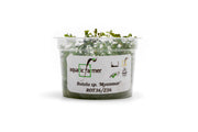 Rotala sp. 'Myanmar' Aquatic Farmer Tissue Culture Aquatic Plant - Buce Plant