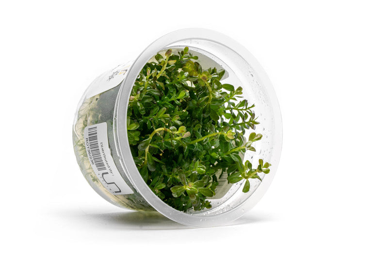 Rotala sp. 'Myanmar' Aquatic Farmer Tissue Culture Aquatic Plant - Buce Plant
