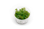 Rotala sp. 'Myanmar' Aquatic Farmer Tissue Culture Aquatic Plant - Buce Plant