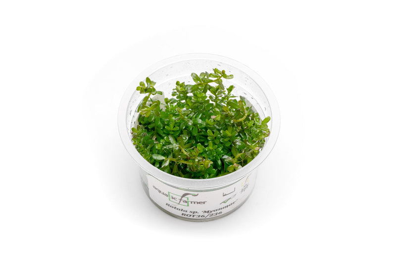 Rotala sp. 'Myanmar' Aquatic Farmer Tissue Culture Aquatic Plant - Buce Plant