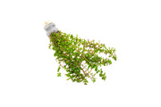Healthy Rotala Sp. Pearl aquatic plant from IS, with vibrant green stems and delicate leaves suitable for freshwater aquariums.