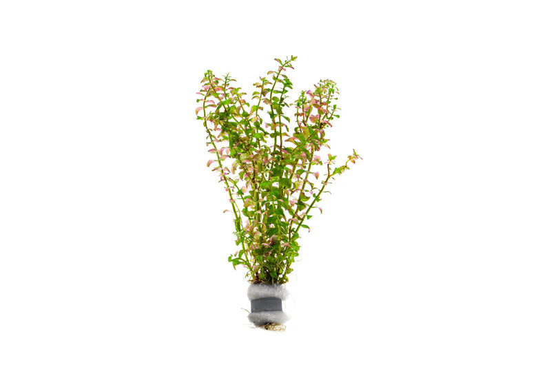 Healthy Rotala Sp. Pearl aquatic plant from IS, featuring vibrant green stems and fine leaves for freshwater aquariums.