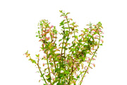 Healthy Rotala Sp. Pearl aquatic plant from IS with vibrant green stems and delicate leaves suitable for freshwater aquariums.