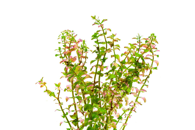 Healthy Rotala Sp. Pearl aquatic plant from IS with vibrant green stems and delicate leaves suitable for freshwater aquariums.