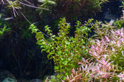 Rotala Sp. Pearl UNS Tissue Culture Aquatic Plant - Buce Plant