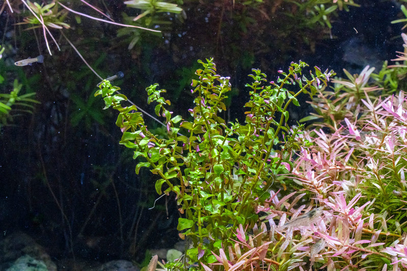 Rotala Sp. Pearl UNS Tissue Culture Aquatic Plant - Buce Plant