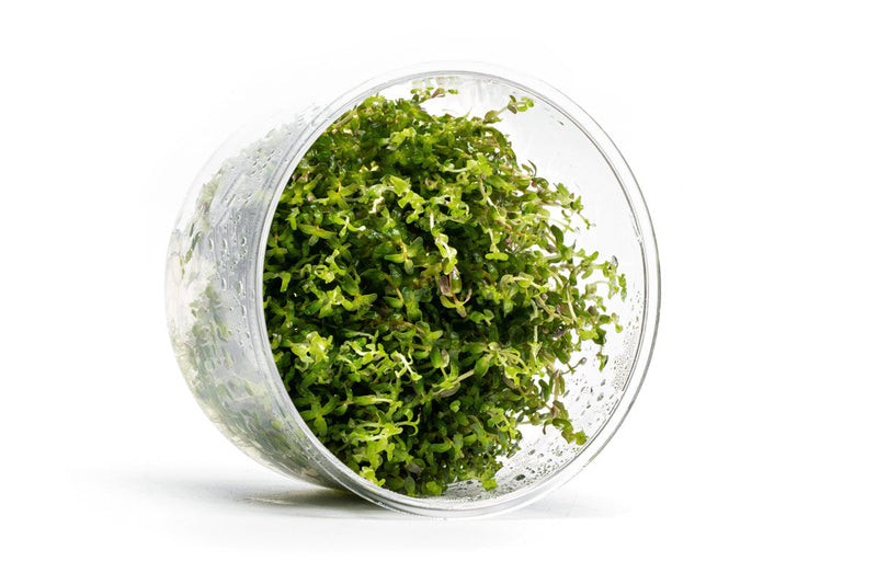 Rotala Sp. Pearl UNS Tissue Culture Aquatic Plant - Buce Plant