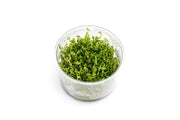 Rotala Sp. Pearl UNS Tissue Culture Aquatic Plant - Buce Plant