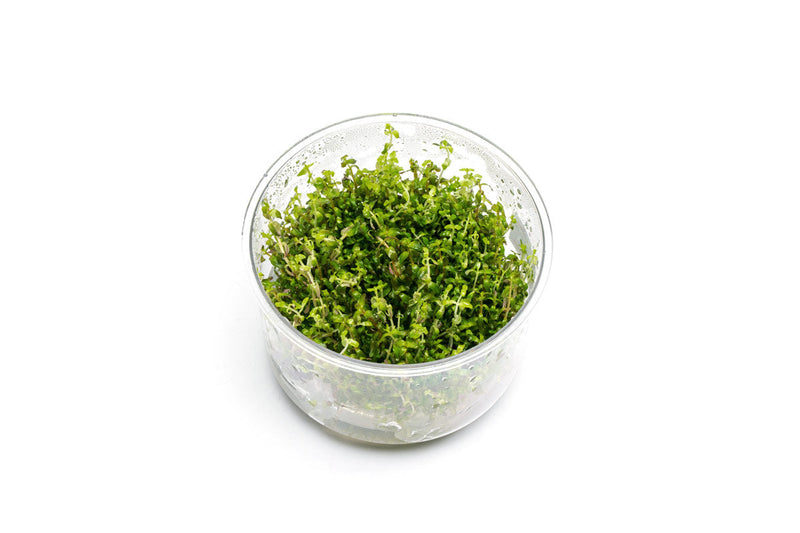 Rotala Sp. Pearl UNS Tissue Culture Aquatic Plant - Buce Plant
