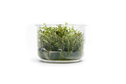 Rotala Sp. Pearl UNS Tissue Culture Aquatic Plant - Buce Plant