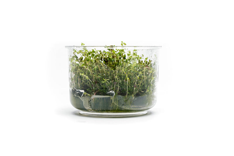 Rotala Sp. Pearl UNS Tissue Culture Aquatic Plant - Buce Plant