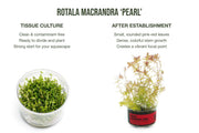 Rotala Sp. Pearl UNS Tissue Culture
