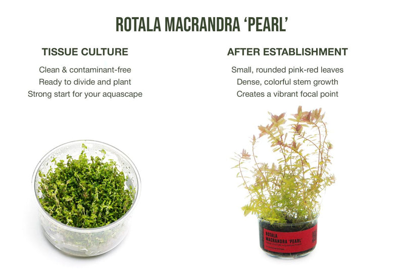 Rotala Sp. Pearl UNS Tissue Culture