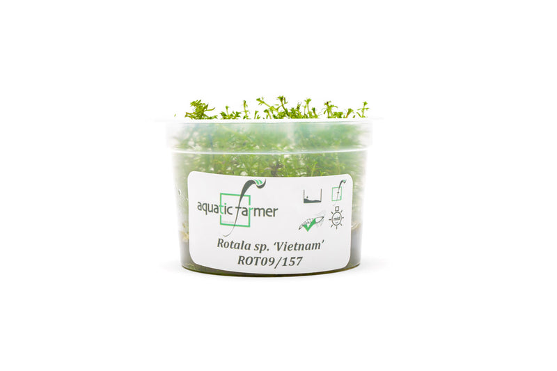 Rotala Vietnam Aquatic Farmer Tissue Culture Aquatic Plant - Buce Plant