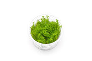 Rotala Vietnam Aquatic Farmer Tissue Culture Aquatic Plant - Buce Plant
