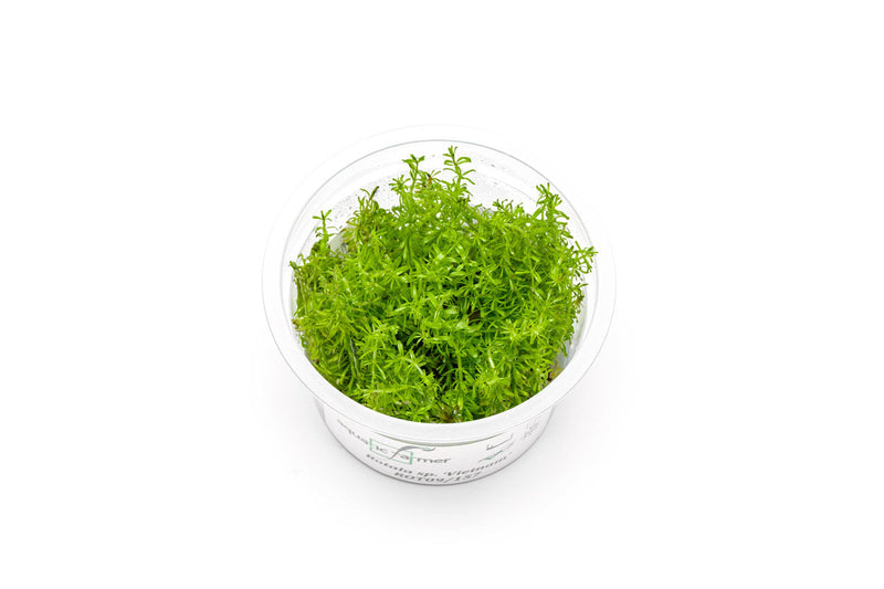Rotala Vietnam Aquatic Farmer Tissue Culture Aquatic Plant - Buce Plant