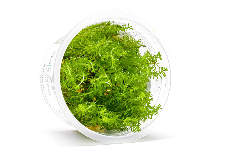 Rotala Vietnam Aquatic Farmer Tissue Culture Aquatic Plant - Buce Plant