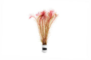 Healthy Rotala Wallichii aquatic plant from ACW with vibrant green and red stems, ideal for freshwater aquariums.