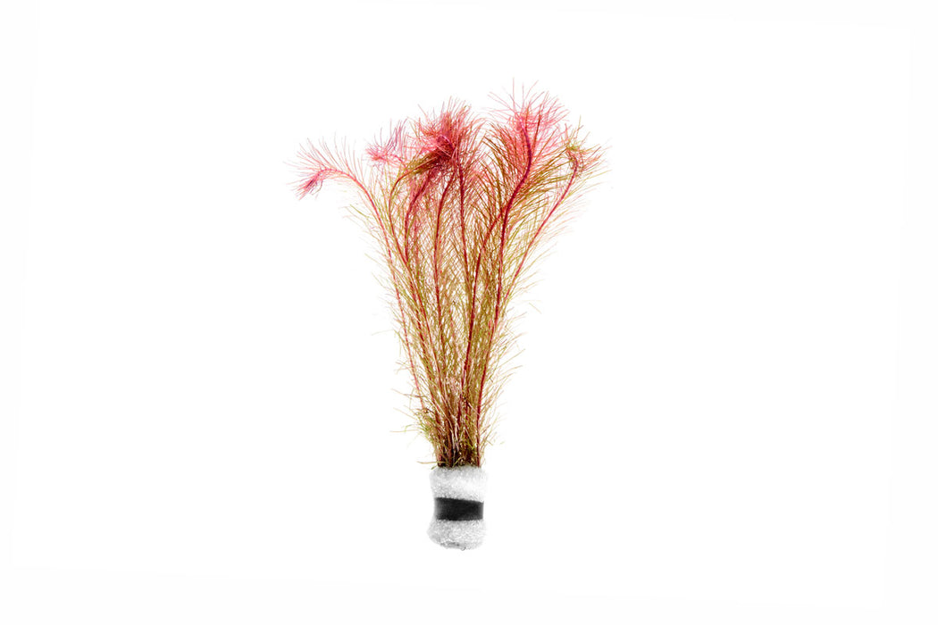 Healthy Rotala Wallichii aquatic plant from ACW, featuring vibrant green stems and fine leaves, ideal for freshwater aquariums.