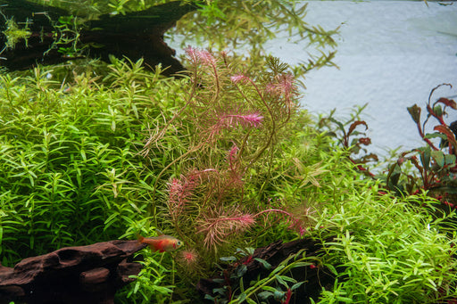 Healthy Rotala Wallichii aquatic plant from ACW with vibrant green stems and delicate leaves, ideal for freshwater aquariums.