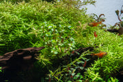Healthy Rotala Wayanad aquatic plant from IS, featuring vibrant green stems and delicate leaves for freshwater aquariums.
