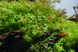Healthy Rotala Wayanad aquatic plant from IS, featuring vibrant green stems and delicate leaves for freshwater aquariums.