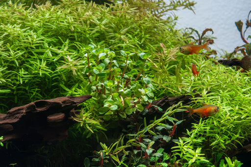 Healthy Rotala Wayanad aquatic plant from IS, featuring vibrant green stems and delicate leaves for freshwater aquariums.