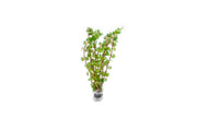Healthy Rotala Wayanad aquatic plant from IS, featuring vibrant green stems and delicate leaves for freshwater aquariums.