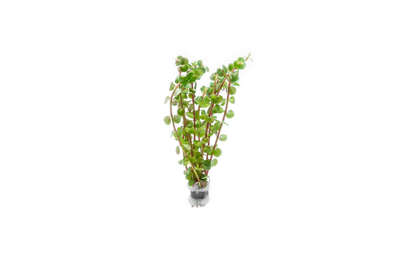 Healthy Rotala Wayanad aquatic plant from IS, featuring vibrant green stems and delicate leaves for freshwater aquariums.