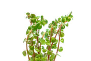 Healthy Rotala Wayanad aquatic plant from IS, featuring vibrant green stems and narrow leaves ideal for freshwater aquariums.