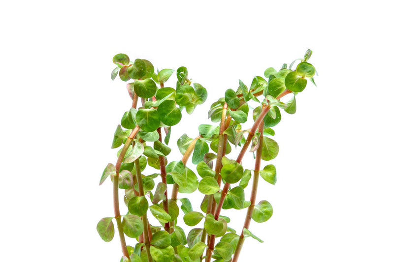 Healthy Rotala Wayanad aquatic plant from IS, featuring vibrant green stems and narrow leaves ideal for freshwater aquariums.