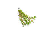 Healthy Rotala Wayanad aquatic plant from IS, featuring vibrant green stems and fine leaves, ideal for freshwater aquariums.