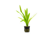 Healthy Sagittaria Platyphylla aquatic plant from CPA with broad green leaves, ideal for freshwater aquariums.